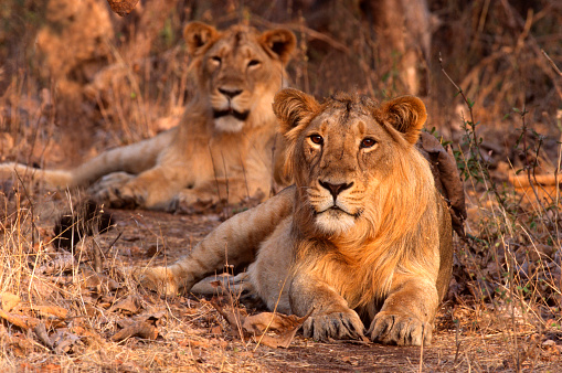 Gujarat-Dwarka-Somnath-Gir-Luxury Package